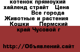 котенок прямоухий  хайленд страйт › Цена ­ 10 000 - Все города Животные и растения » Кошки   . Пермский край,Чусовой г.